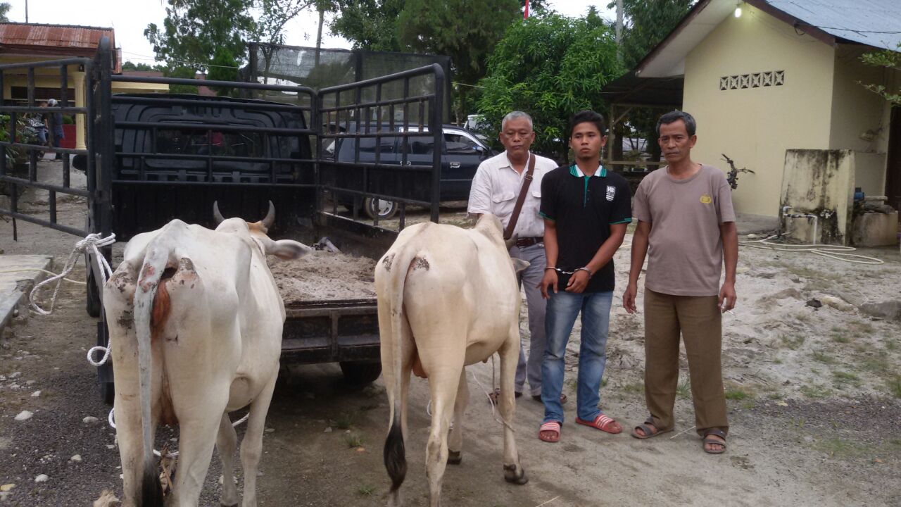 Curi Lembu Asrul Dibekuk Polisi Orbit Digital