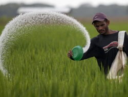 Petani Jagung di Atim Keluhkan Sulitnya Dapatkan Pupuk