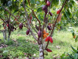 Hama Wereng Coklat Serang Tanaman di Teluk Aru