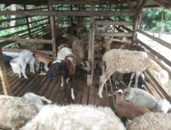 Diduga Dikelola Tak Becus, Bumdes Empat Negeri Merugi