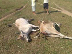 Dua Lembu Mati Dibantai di Mbal-mbal Nodi, Warga Minta Pemkab Keluarkan Perda