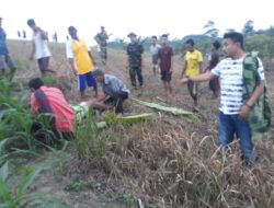 Injak Kabel Telanjang, Musa Ditemukan Tewas Kesetrum di Ladang Jagung