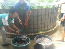 Atasi Pengangguran, Begini Cara Pemuda Sanggaberu Sukses Budidaya Lele Sangkuriang