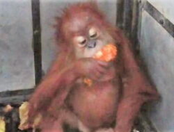 Satu Orangutan Dievakuasi dari Warga Abdya, Kondisinya Kekurangan Nutrisi