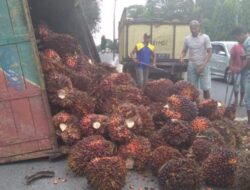 Tuk Patah As dan Terguling, Buah Kelapa Sawit Berhamburan di Jalinsum