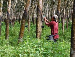 Petani di Asahan Mulai Tersenyum, Harga Karet Jadi Rp7.200/Kg