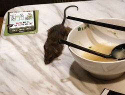 Menjijikkan! Bangkai Tikus Jatuh dari Langit-langit Restoran