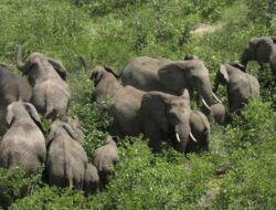 32 Gajah Liar Rusak Belasan Hektar Kebun Warga Bener Meriah