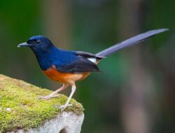 Perburuan Burung Hutan di Aceh Timur Marak, Per Ekor Dibanderol Rp1,5-2 Juta