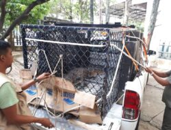 Sahuti Keresahan Warga, BKSDA Aceh Pindahkan Satu Ekor Buaya Muara