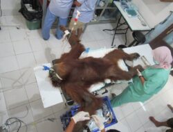 Kisah ‘Hope’ si Orangutan Betina di Aceh yang Mengiris Hati, Tubuh Penuh Sayatan dan Peluru