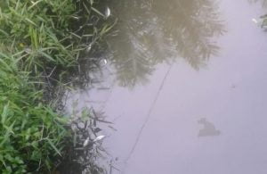 Dituding Limbahnya Sebabkan Ikan Mati, PLTU Nagan: Bisa Saja Disebabkan Panas