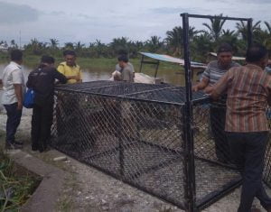 Mangsa Ternak Warga, BKSDA Pasang Perangkap Besi Tangkap Buaya Ganas