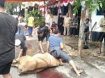 Idul Adha 1440 H,  Alumni  SMAN 6 Sembelih Lima Ekor Lembu