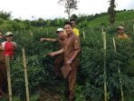 Karo Centra Produksi Cabai Merah Bagi Sumatera Utara