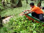 Ditemukan Membusuk, Bangkai Orangutan Dievakuasi dari Rawa Singkil