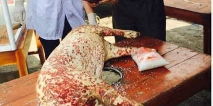 Waspada, Wabah “Hog Cholera” Menyerang Hampir 80 % Wilayah Silaen Tobasa