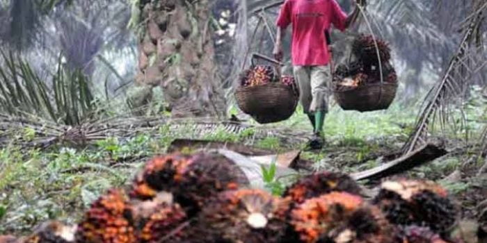 PT LNK Bantah Tudingan Tumpangan Premi Hasil Panen TBS