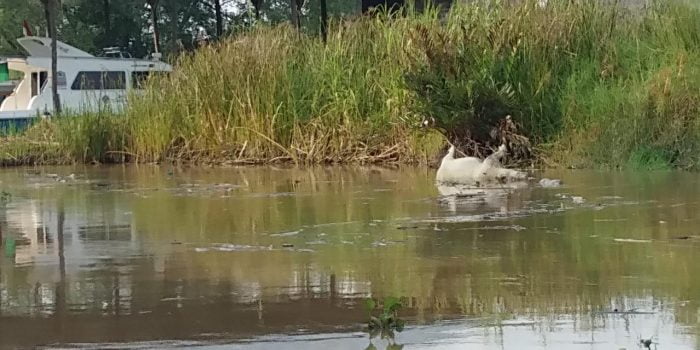 Ratusan Bangkai Babi Mengambang di Sungai Singkil, Masyarakat Khawatir Kholera