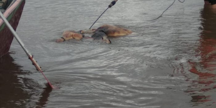 Bangkai Babi Mengambang di Sungai Singkil, Nelayan Siput Sulit Cari Rejeki