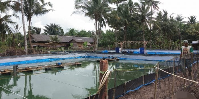 Di Secanggang, Masyarakat Rame-rame Jadi Petambak Udang Vaname