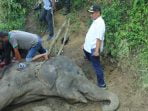 Duka Akhyar Buat Gajah Medan Betina Medan Zoo: Neneng Sudah Tua