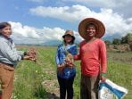 Warga Narumonda Sukses Tanam Bawang di Lahan Bekas Sawah
