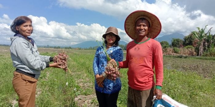 Warga Narumonda Sukses Tanam Bawang di Lahan Bekas Sawah