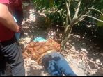 Wanita Paruh Baya Ditemukan Tewas di Kebun Narumonda V