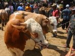 Arti Qurban dalam Idul Adha, Hukum dan Ketentuannya