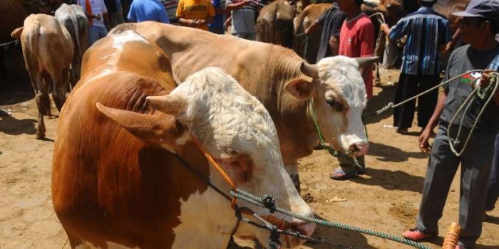 Arti Qurban dalam Idul Adha, Hukum dan Ketentuannya