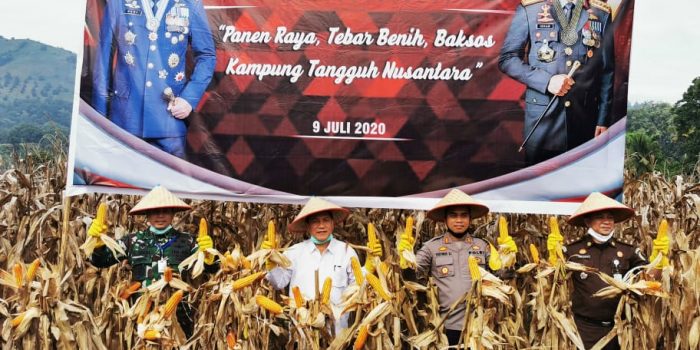 Sukseskan Ketahanan Pangan, Kapolres Tanah Karo Ajak Bupati dan Forkominda Panen Jagung