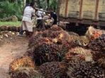 Sempat Naik Rp1.460, Harga TBS Kelapa Sawit Kembali Turun Rp1.370/Kg