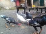 Beternak Ayam di Lahan Sempit