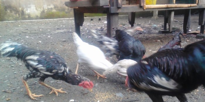 Beternak Ayam di Lahan Sempit