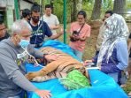 Berat Naik 7 Kg, Harimau Sumatera Akan Segera Dilepasliarkan