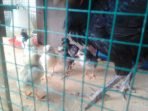Beternak di Lahan Sempit