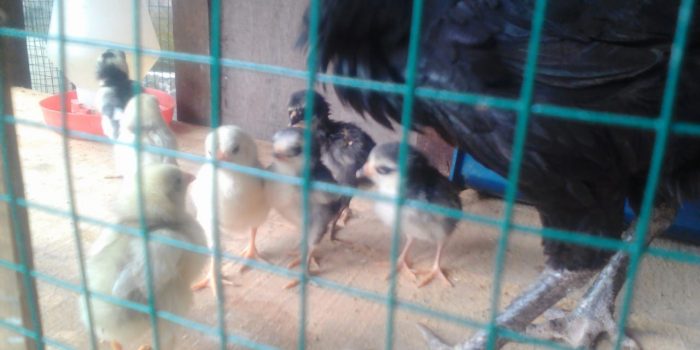 Beternak di Lahan Sempit