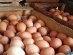 Harga Telur Berangsur Turun