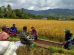 Babinsa Himbau Petani Percepat Masa Panen Padi