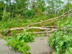 Pohon Tumbang Timpa Kabel PLN dan Badan Jalan