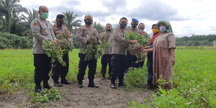 Dukung KPN, Kapolres Palas Panen Kacang Tanah Bersama Petani Palawija
