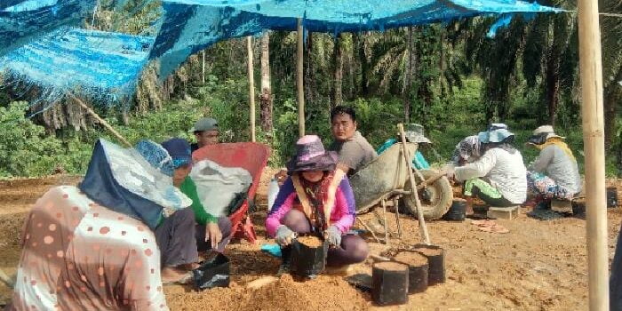 Sawit yang Dikelola Okor Ginting Menambah Lapangan Pekerjaan di Langkat