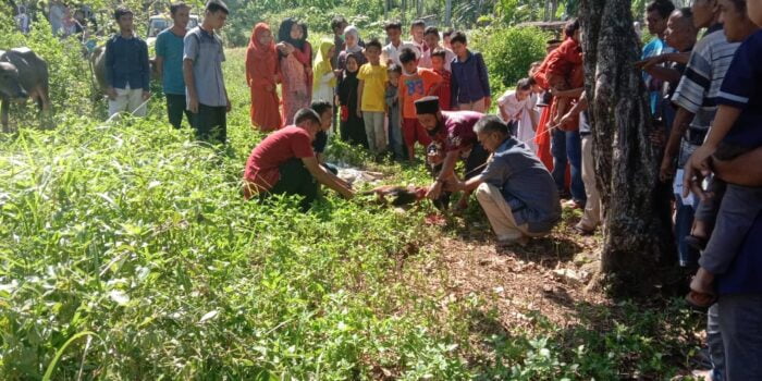 Warga Lhok Keutapang Kecamatan Tapaktuan Berkurban 14 Ekor Kerbau dan 9 Ekor Kambing