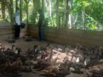 Ternak Bebek Petelur Mulia, Azmi Raup Keuntungan Rp3 Hingga Rp5 Juta Setiap Bulan