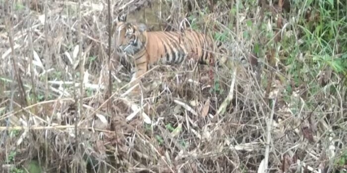 Tim BKSDA Intip Keberadaan 4 Ekor Harimau Masih Bertahan di Kebun Masyarakat