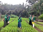 KKN Unimal, Dampingi Petani Sayur Integrasi Budikdamber di Aceh Singkil
