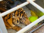 Kondisi Harimau Masuk Perangkap di Palas Lemah