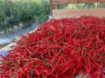 Jelang Tahun Baru Harga Cabai Merah di Palas Turun