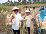 Bupati Madina Panen Jagung di Kelurahan Pidoli Dolok